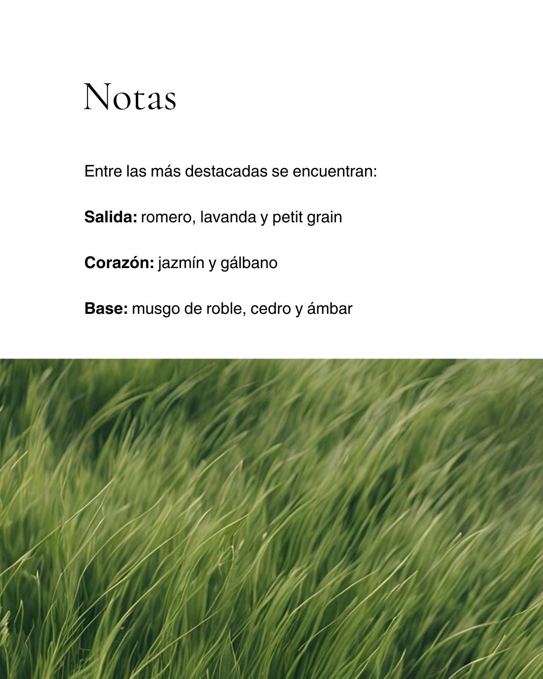 Perfume para hombre Veloreē: NUMBER 01